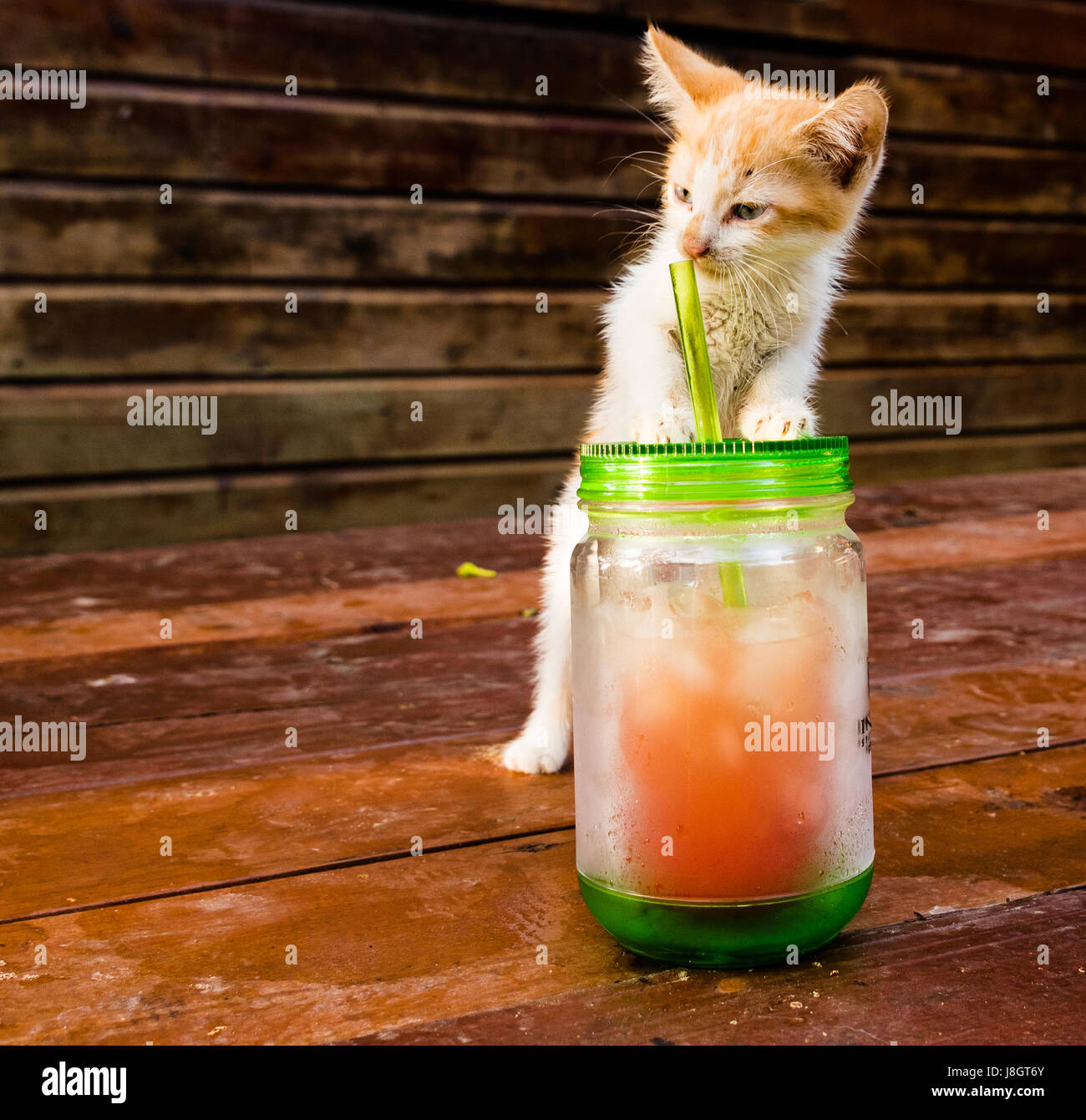 Tabby Kitten Playing With Cup Stock Photo