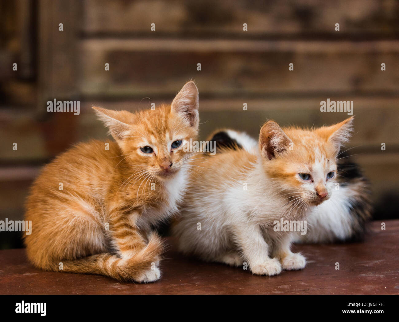 Three Kittens Huddled Together Stock Photo - Alamy