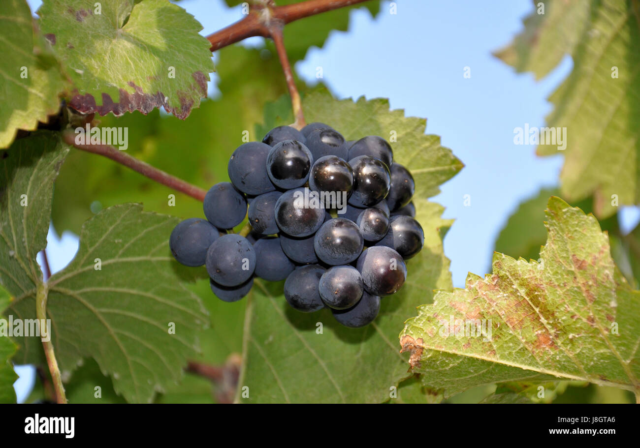 vineyard, berry, grape, vine, grape vine, grapevine, leaf, macro