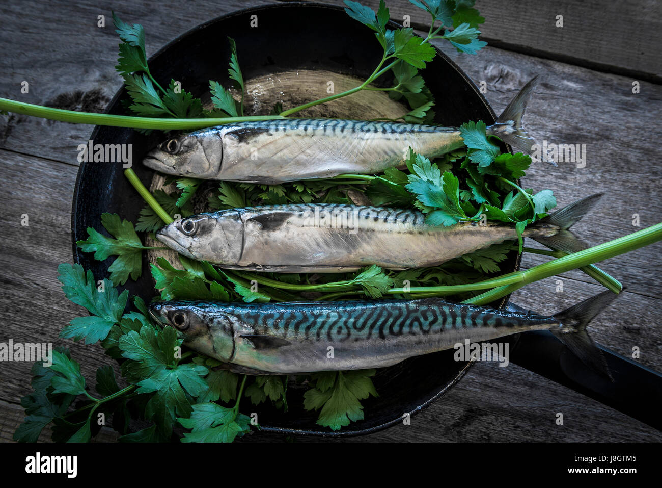 An overhead view of three mackerel in a skillet; Herbs; Flat leaved parsley; Frying pan; Skillet pan; Food; Fish; Seafood; Pelagic fish; Stock Photo