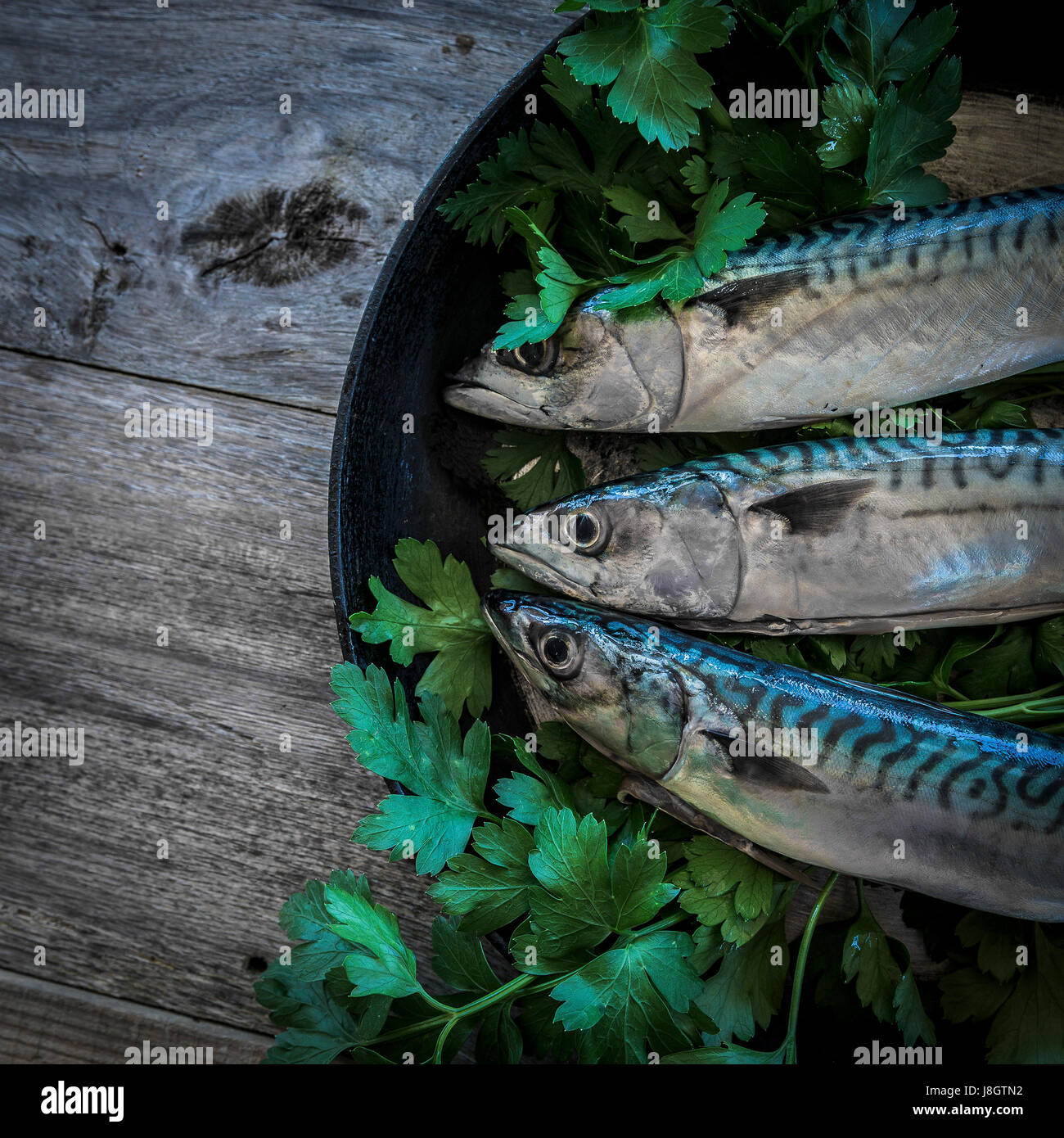 An overhead view of three mackerel in a skillet; Herbs; Flat leaved parsley; Frying pan; Skillet pan; Food; Fish; Seafood; Pelagic fish; Stock Photo