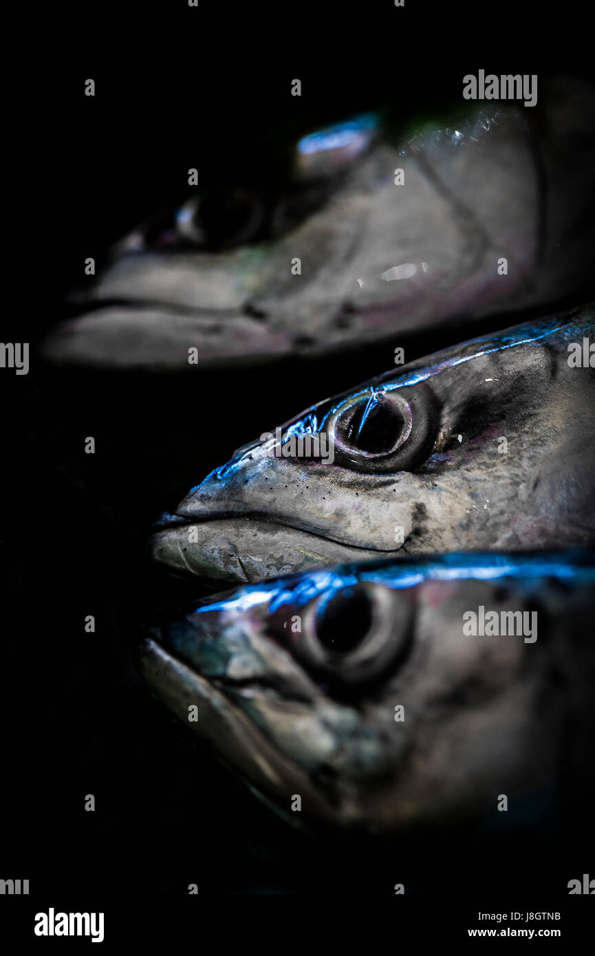 A closeup view of a mackerel’s eye; Food; Fish; Pagic fish; Seafood; Uncooked; Raw; Healthy food Stock Photo