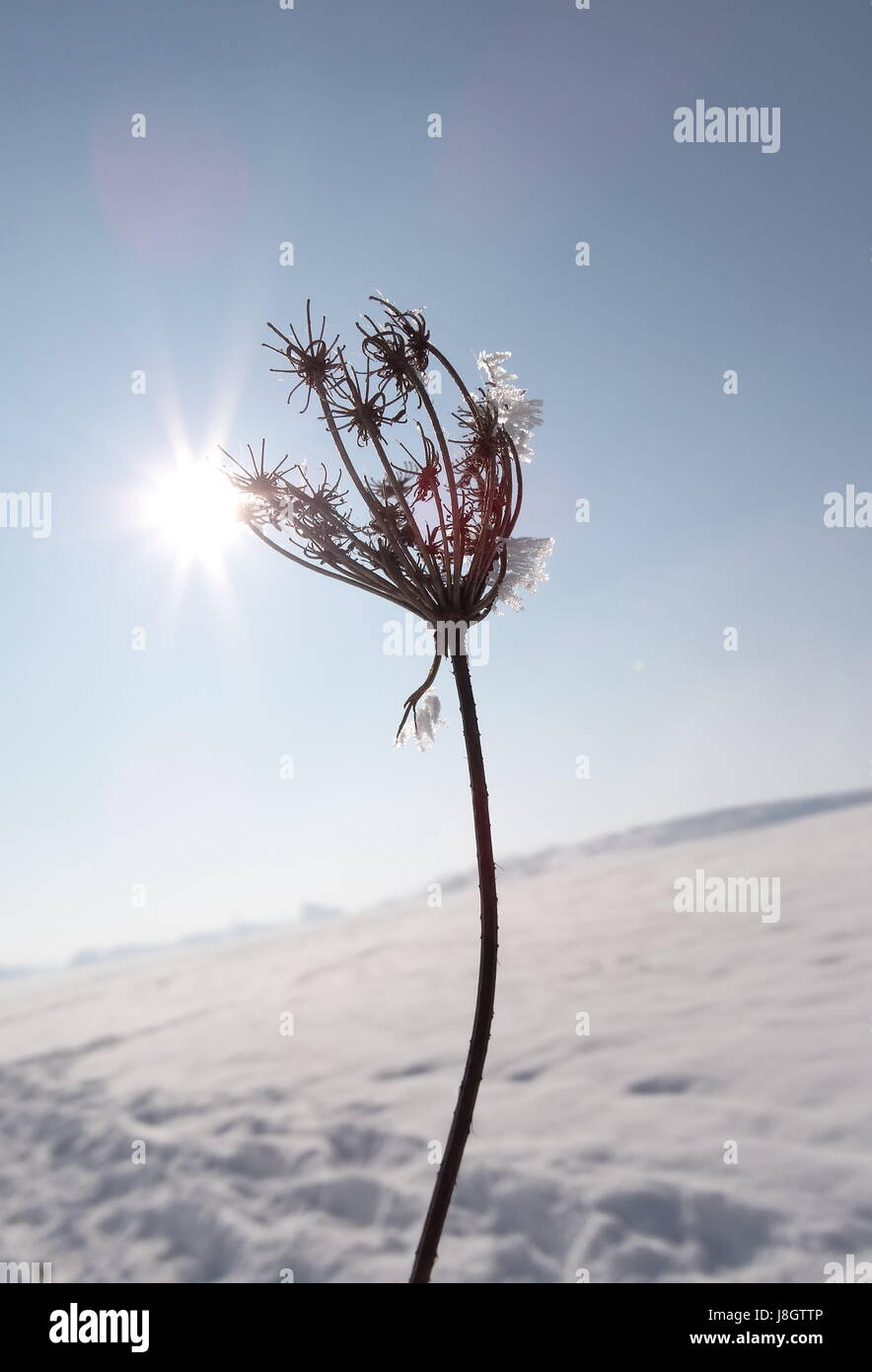 Queen annes lace Stock Photo