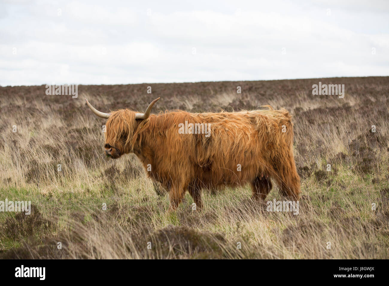 Long horned highland cow standing amongst dry bracken and heather on Exmoor National Park. Shaggy animal roaming free on windswept hillside. Stock Photo