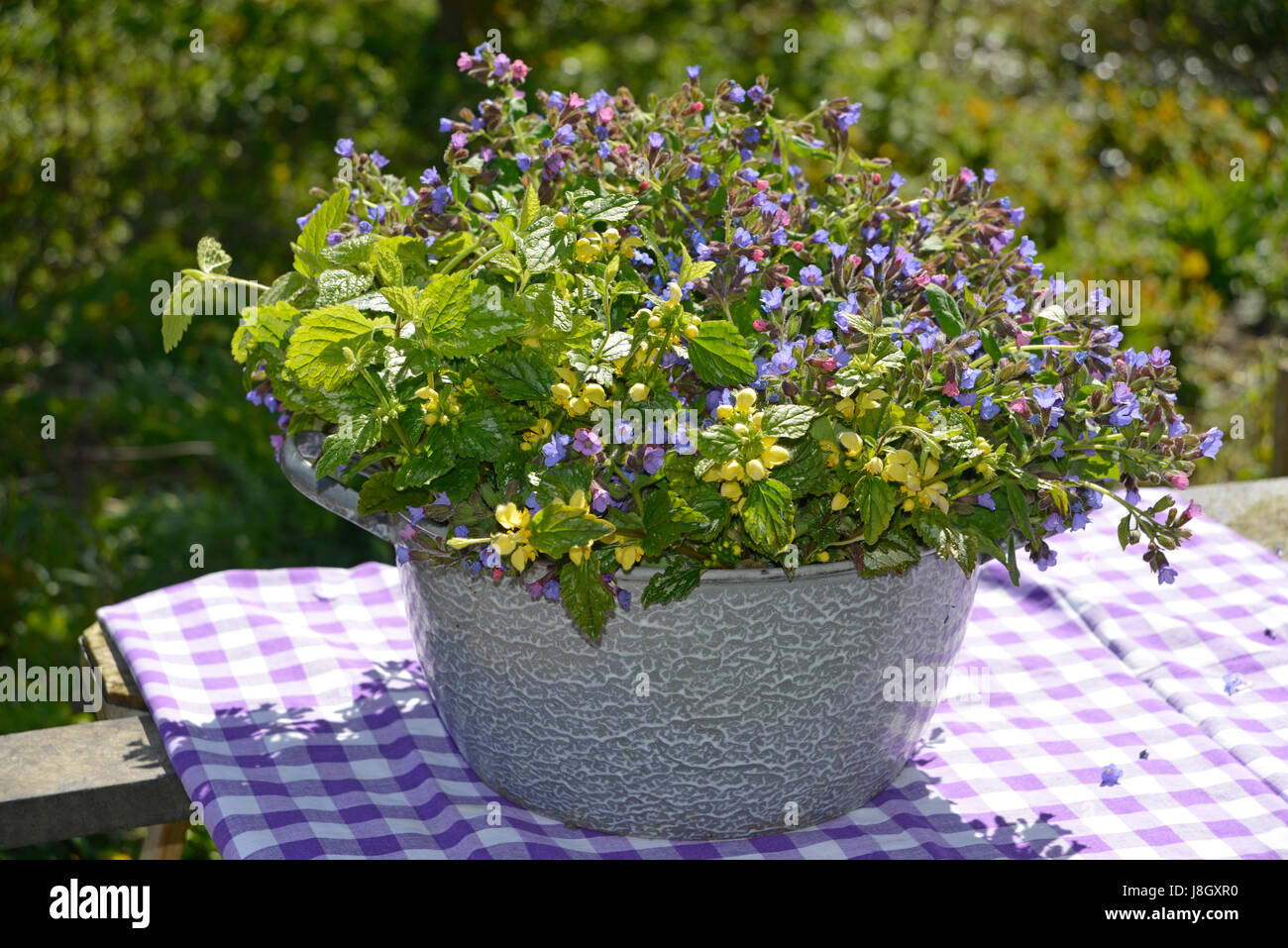 In this pot you can see a combination of Myosotis, more commonly known as forget-me-not flowers, and scorpion grass. Stock Photo