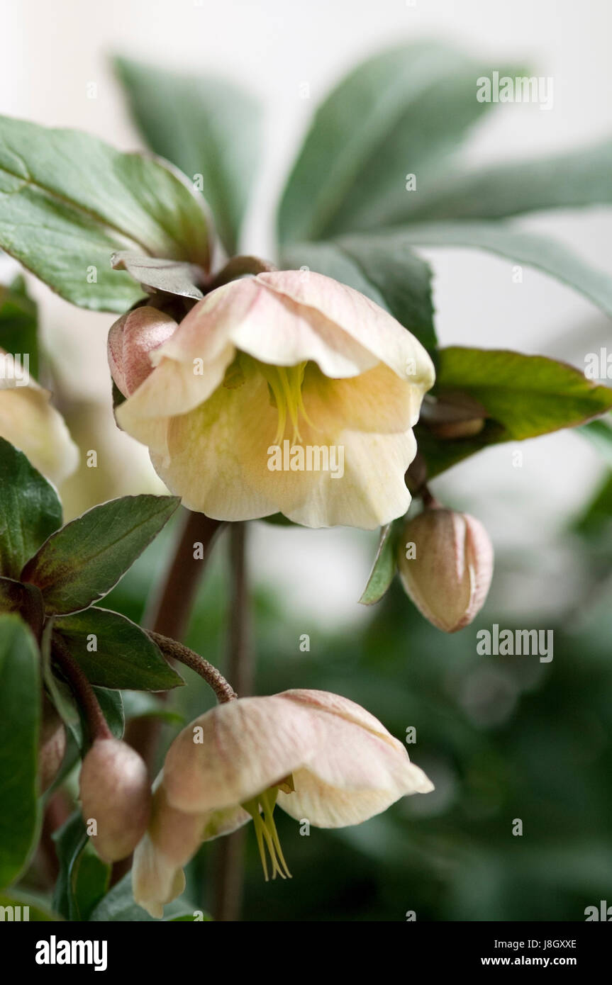 Two beautifully white helleborus flowers opening up in springtime Stock