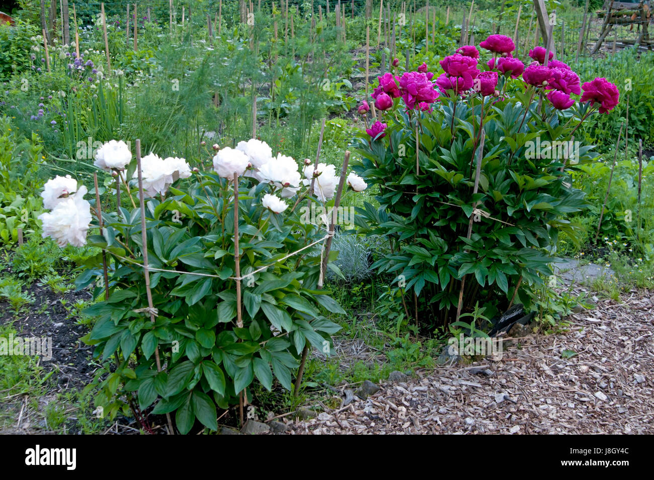 Two bushes of peony roses growing along side each other in a garden ...