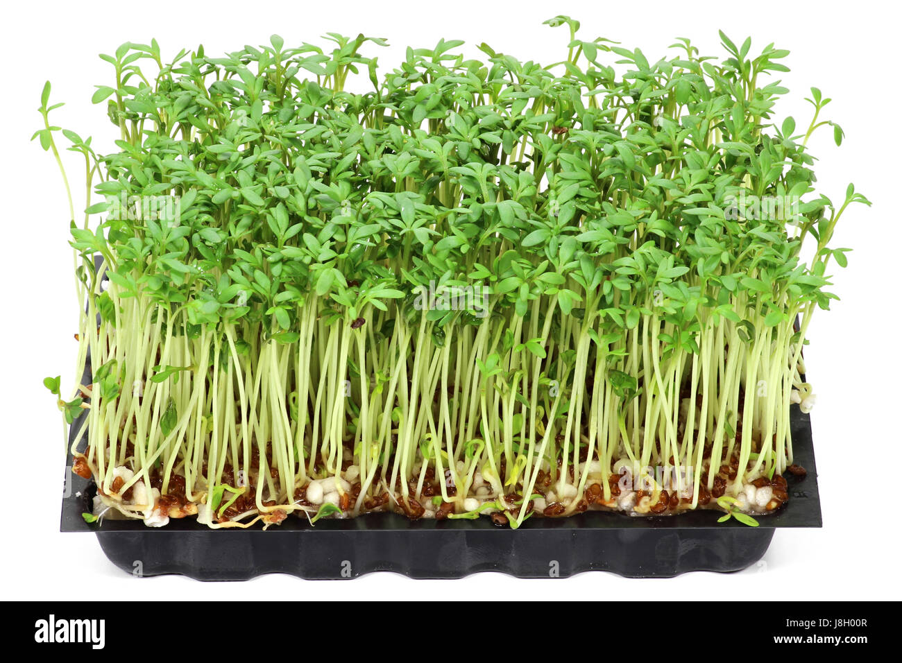Garden cress hi-res stock photography and images - Alamy