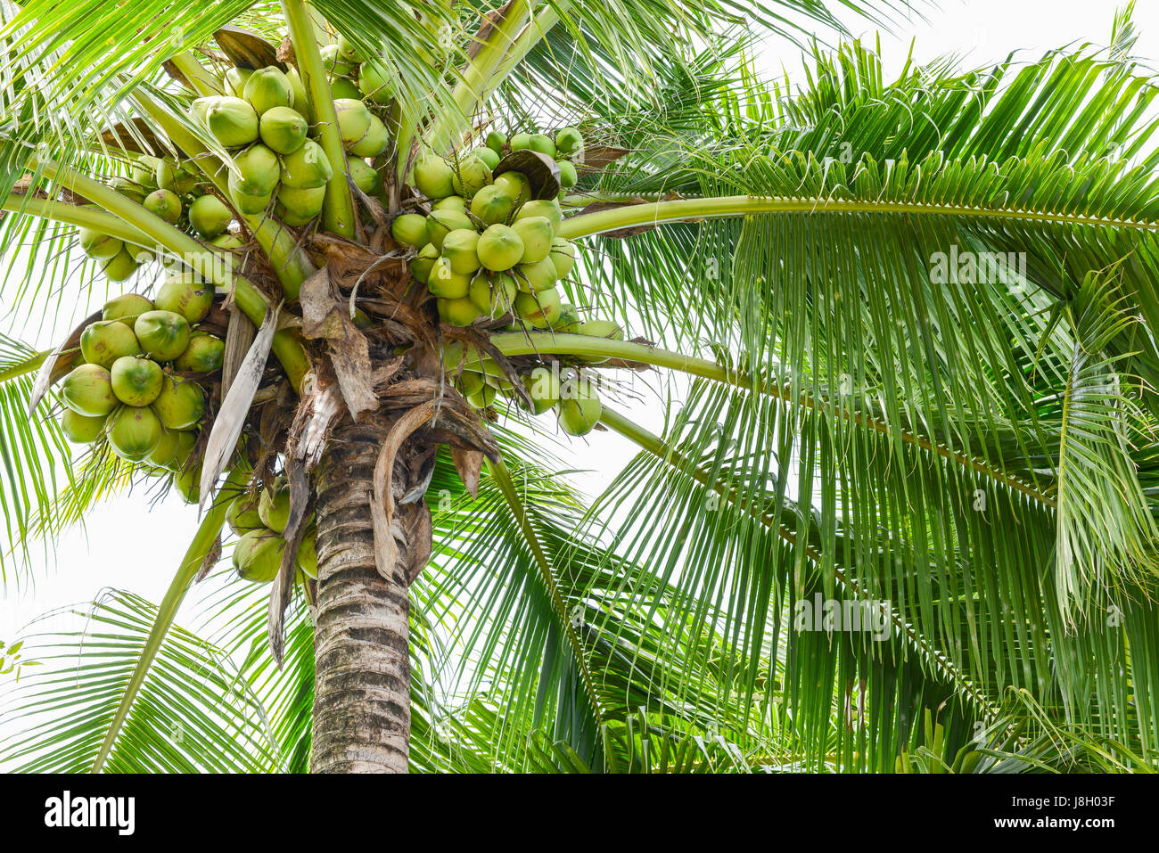 Sweet Coconut tree Stock Photo