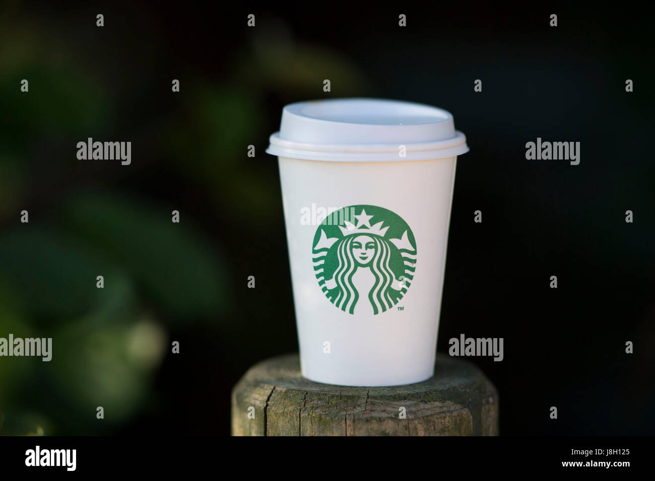 A takeaway Starbucks coffee cup seen on a plain green out of focus background. Stock Photo