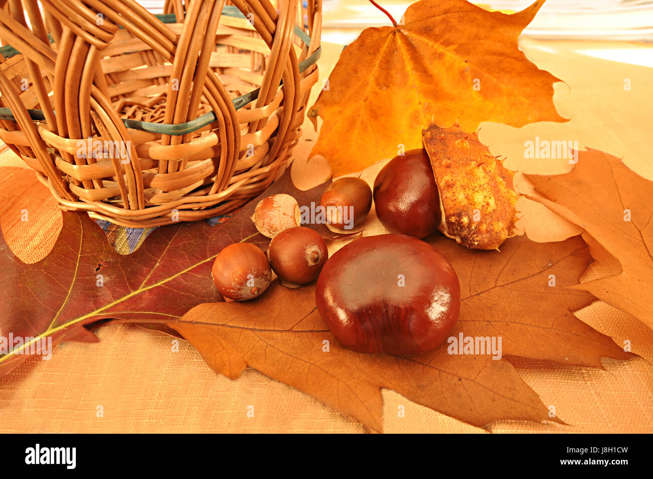 autumn composition Stock Photo