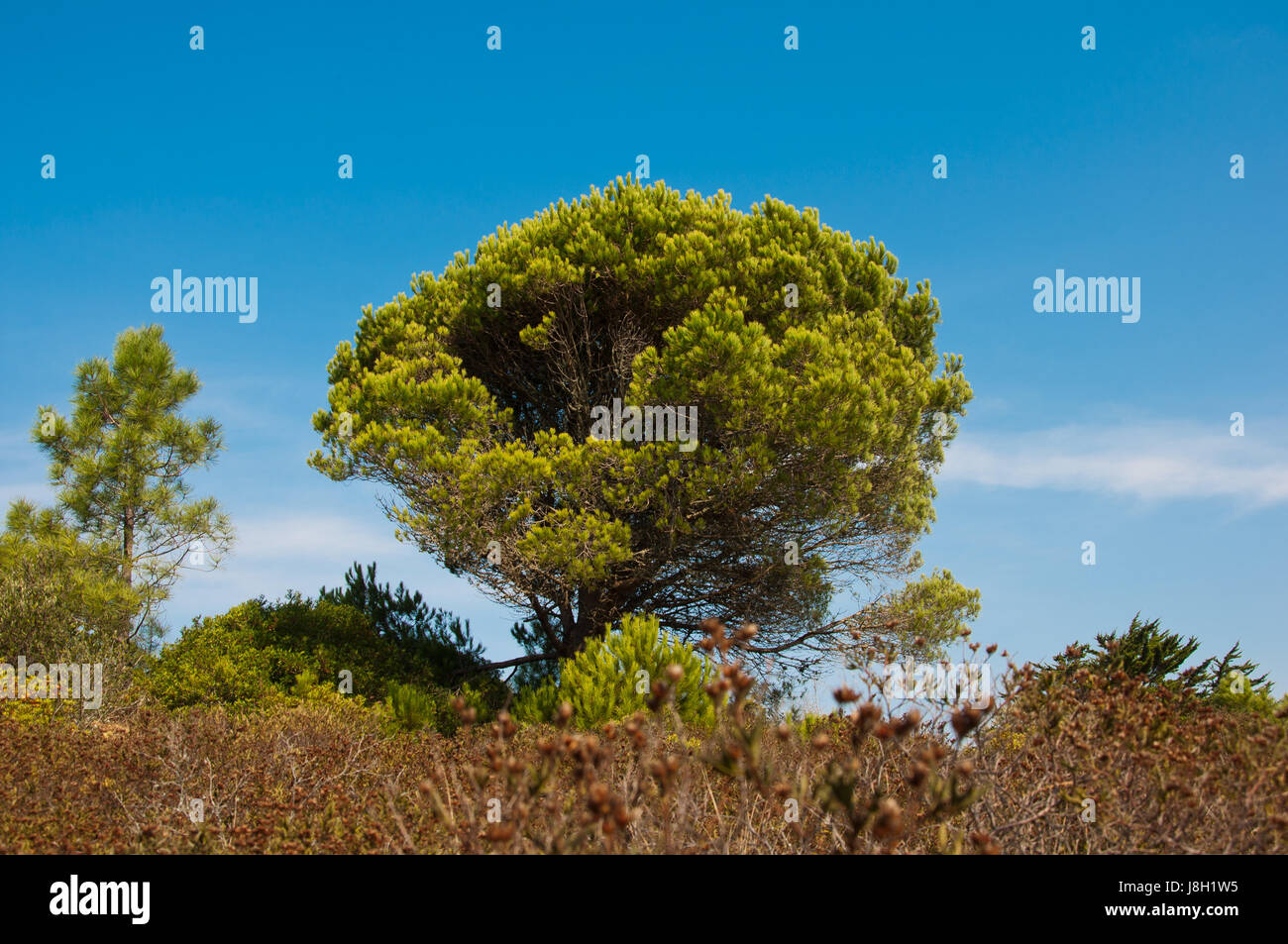 tree, ground, soil, earth, humus, portugal, solitary, photos, landscape ...