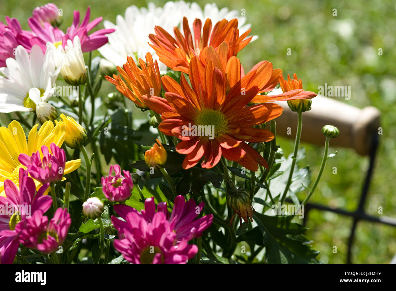 coloured, colourful, gorgeous, multifarious, richly coloured, flower, flowers, Stock Photo