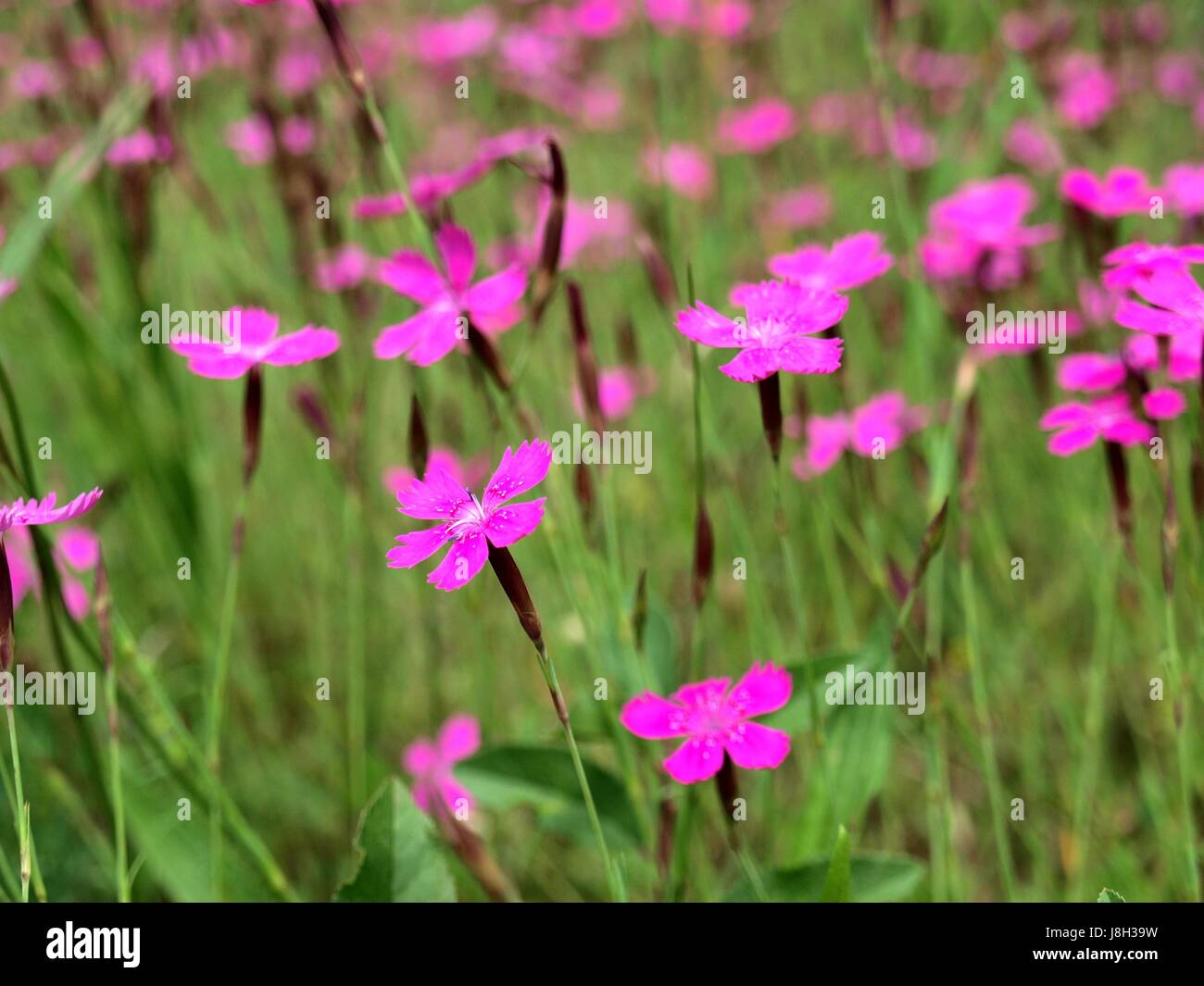 carnation, carnation, flower meadow, pinks, pink, dianthus, dianthus Stock Photo