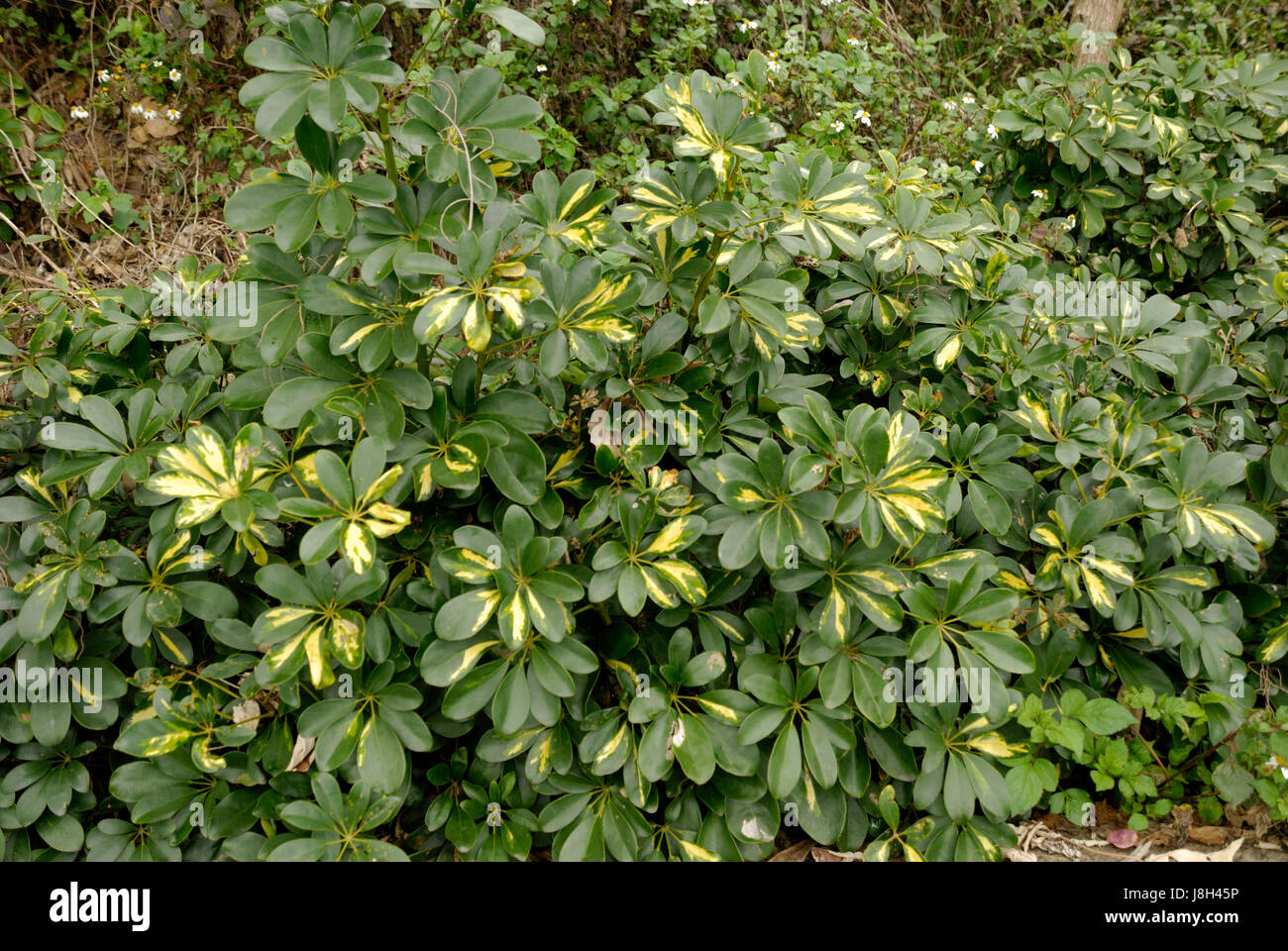taiwan, leaf, plant, green, asia, leaves, taiwan, growing wild, foliage, Stock Photo
