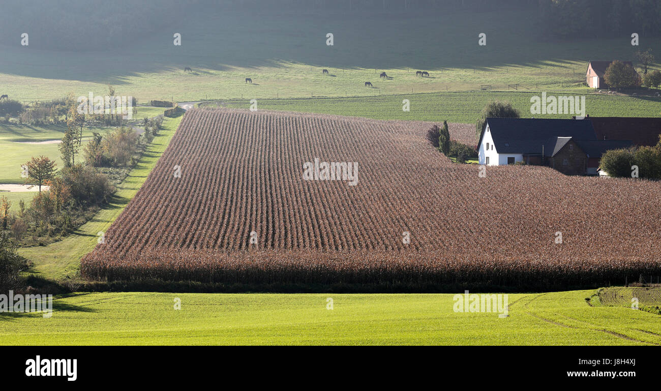 field, ripe, row, yard, corn, courtyard, harvest, hoarfrost, shine ...
