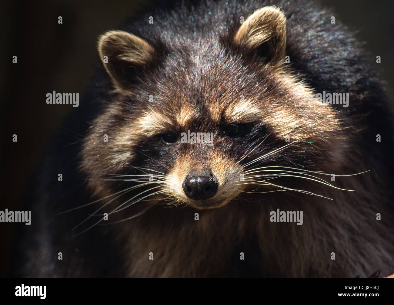 Normal Looking Racoon Picture of a racoon Stock Photo - Alamy