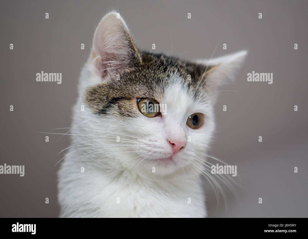A young cat modelling in her home Stock Photo Alamy