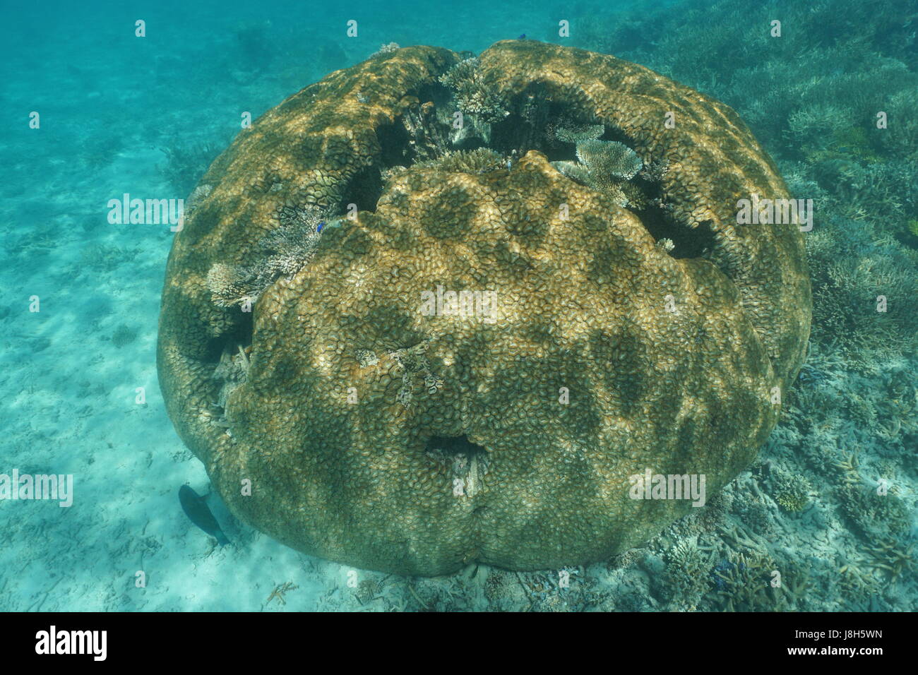 Massive hemispherical coral underwater lobed brain coral, Lobophyllia hemprichii, south Pacific ocean, New Caledonia, Oceania Stock Photo