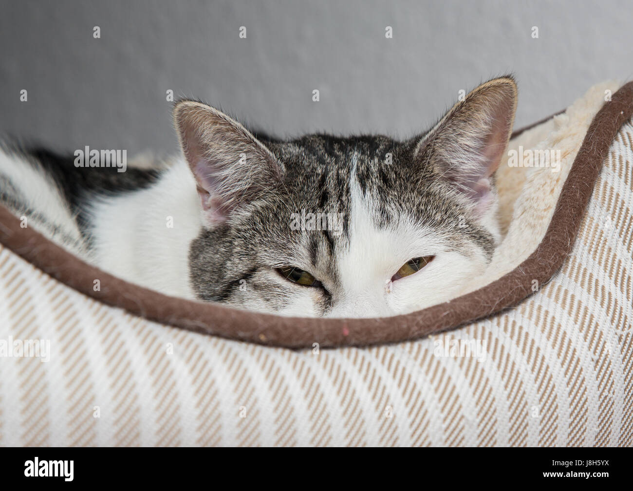 A young cat modelling in her home Stock Photo Alamy