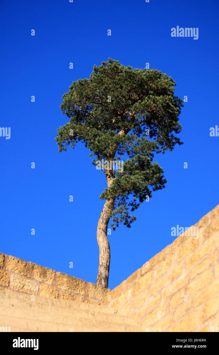 kiefer to fort thngen in luxembourg Stock Photo Alamy