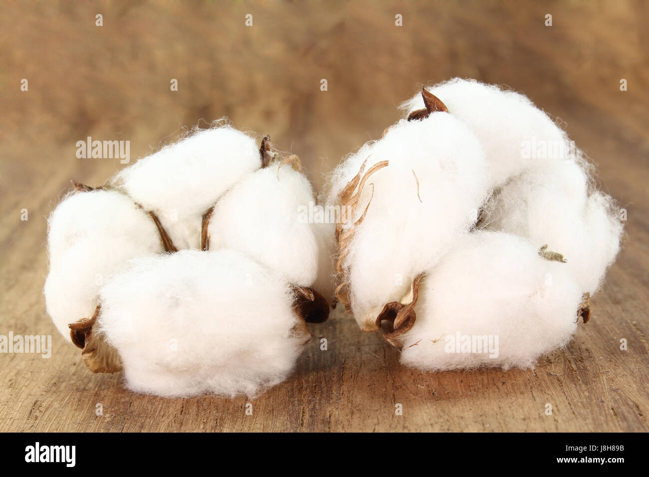 useful plant, soft, raw material, dried, cotton, backdrop, background, plant, Stock Photo