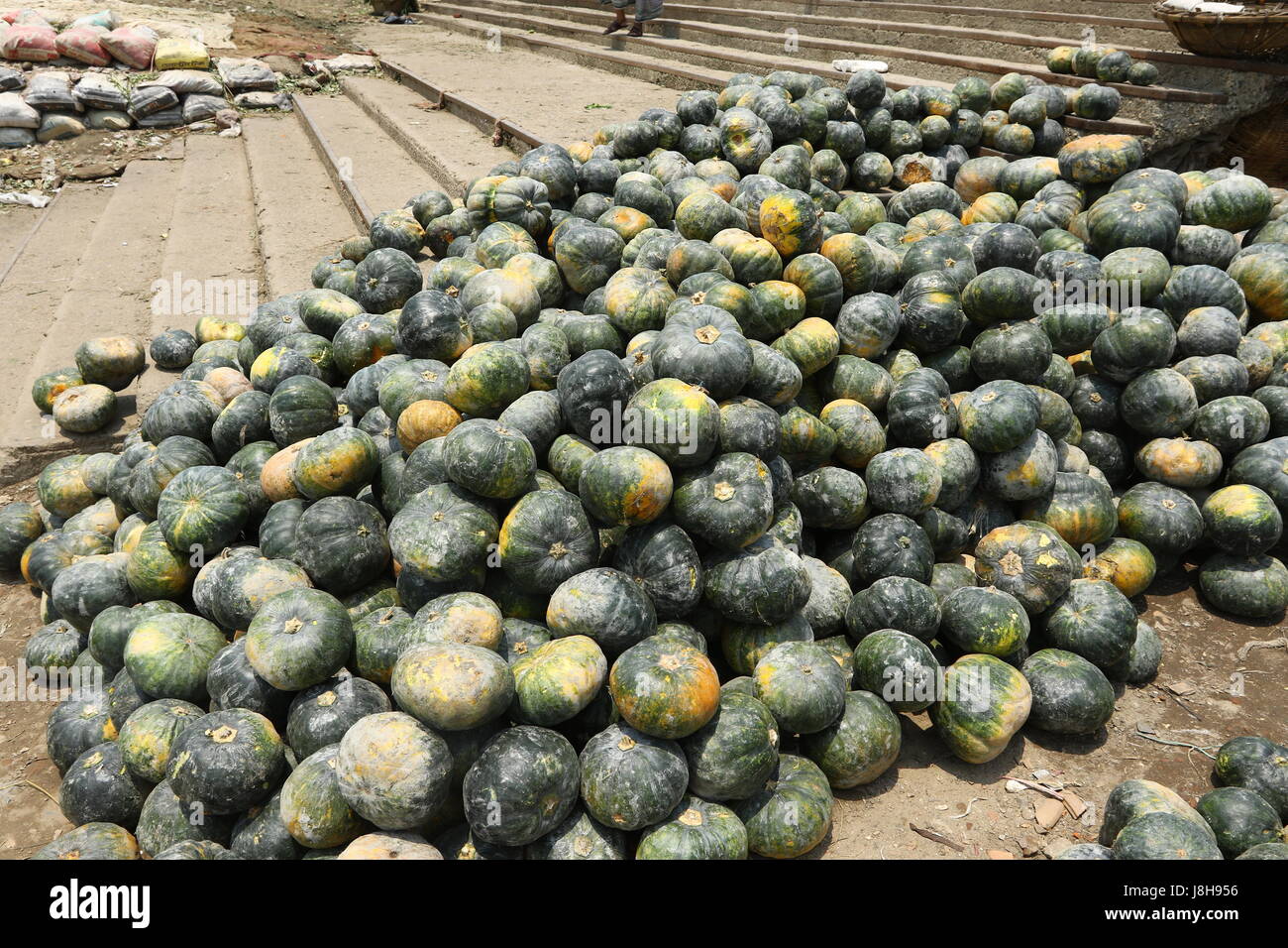 Musk pumpkin (Cucurbita moschata), Muskat de Provence Stock Photo