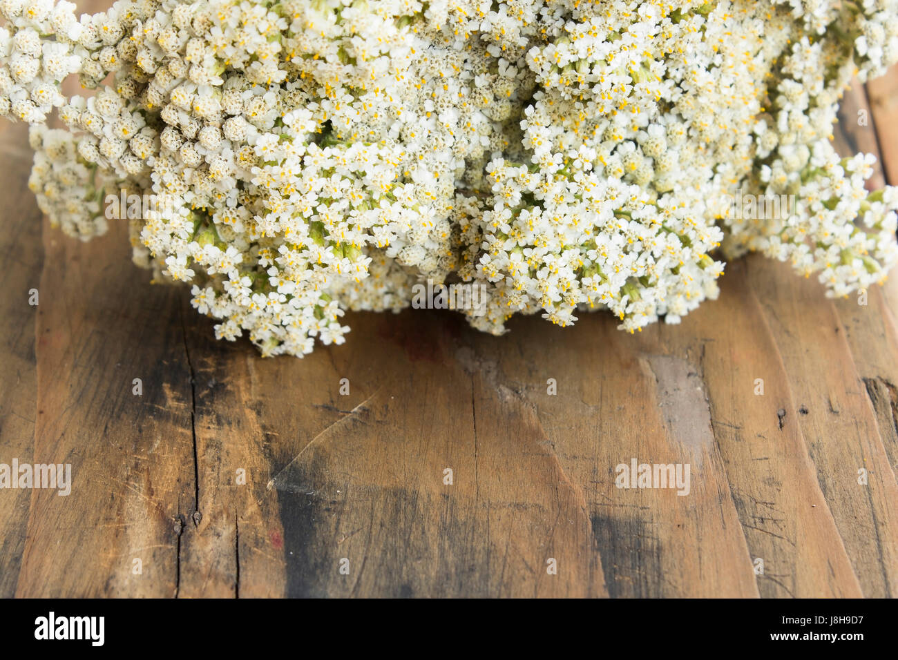 Yarrow, Achilea Millefolium with Copy Space on Rustic Wooden Background. Stock Photo
