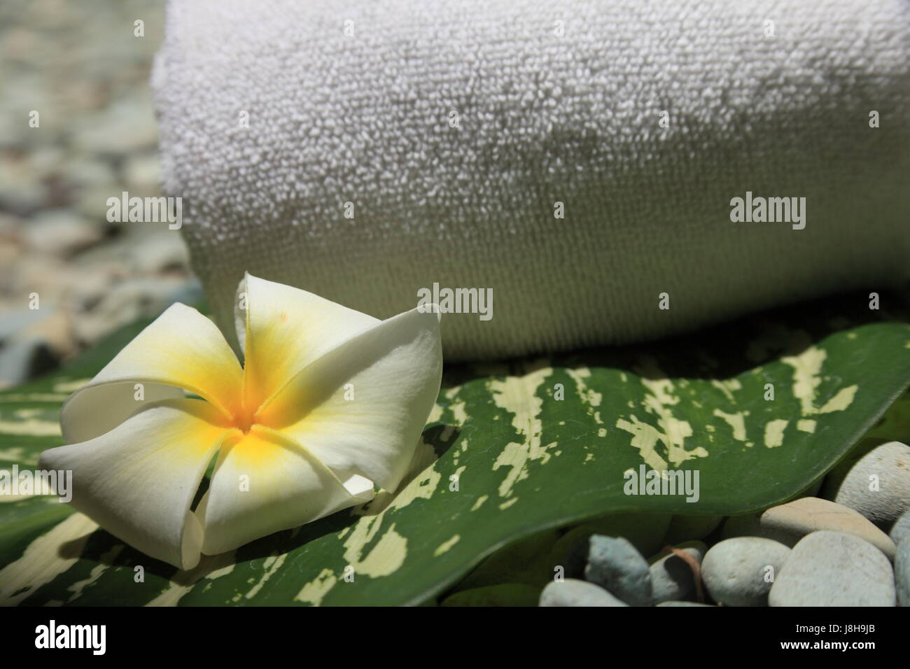 bloom, blossom, flourish, flourishing, recuperation, towel, pebbles, spa, Stock Photo