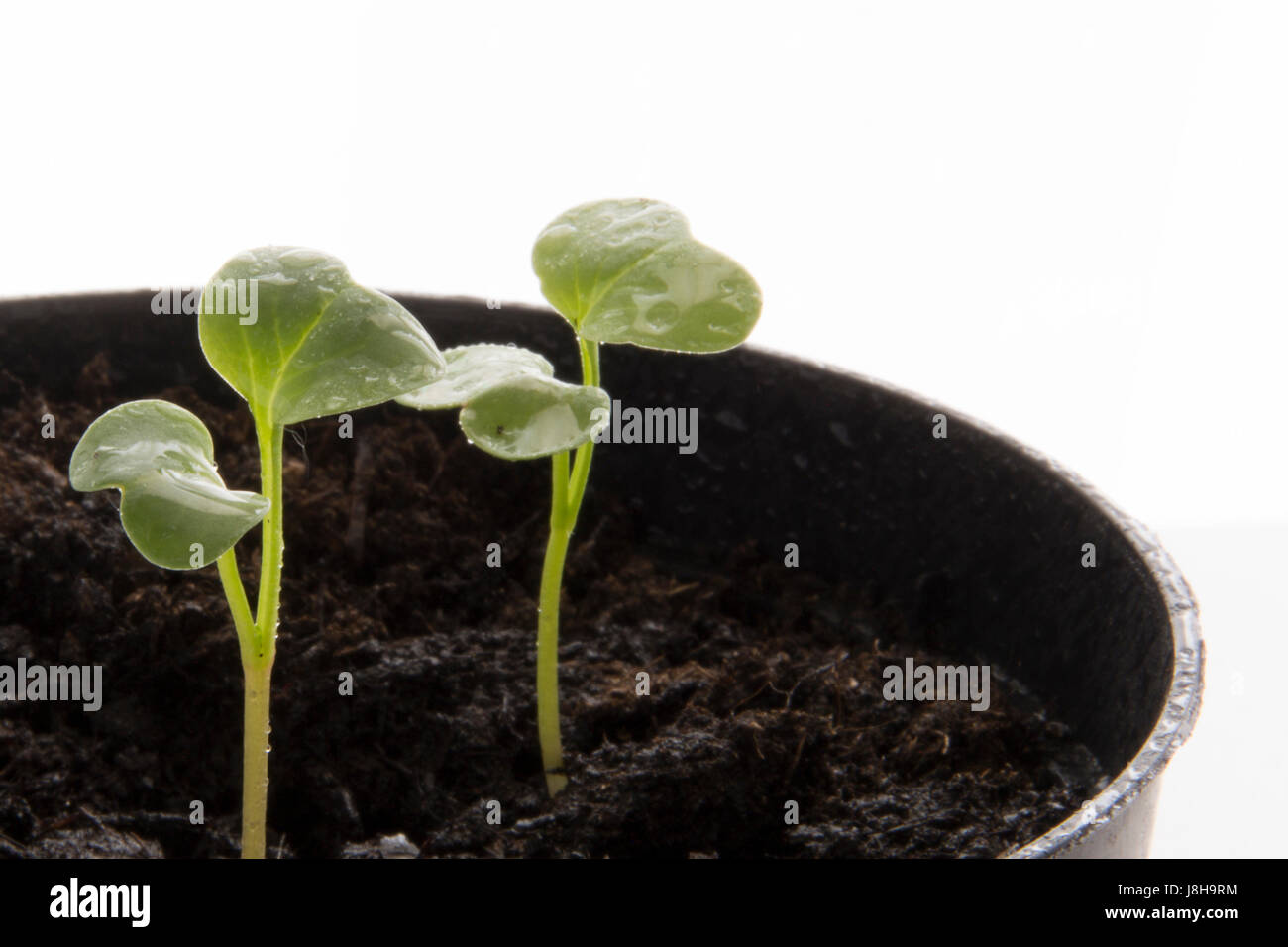 Red radish seedling, ecological planting concept in organic farming