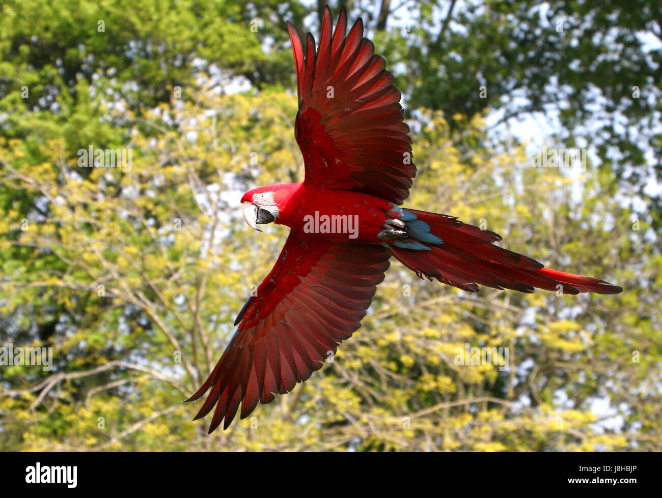 South American Red and green Macaw (Ara chloropterus) a.k.a. Green-winged Macaw in close flight Stock Photo