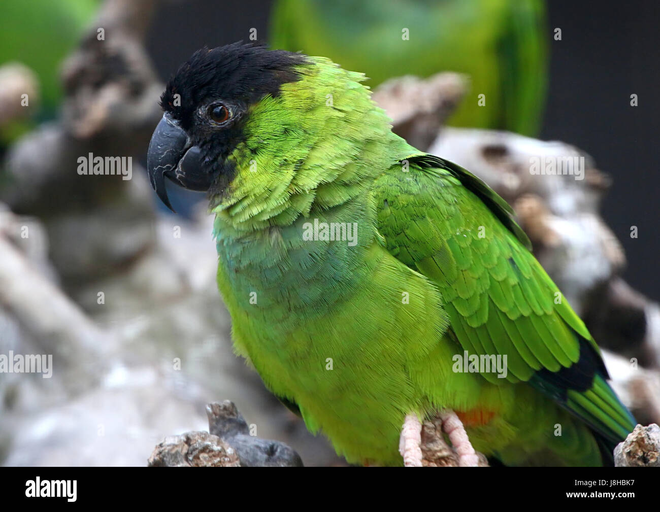 South American Nanday parakeet (Aratinga nenday), a.k.a. Black hooded Parakeet or Nanday conure. Stock Photo