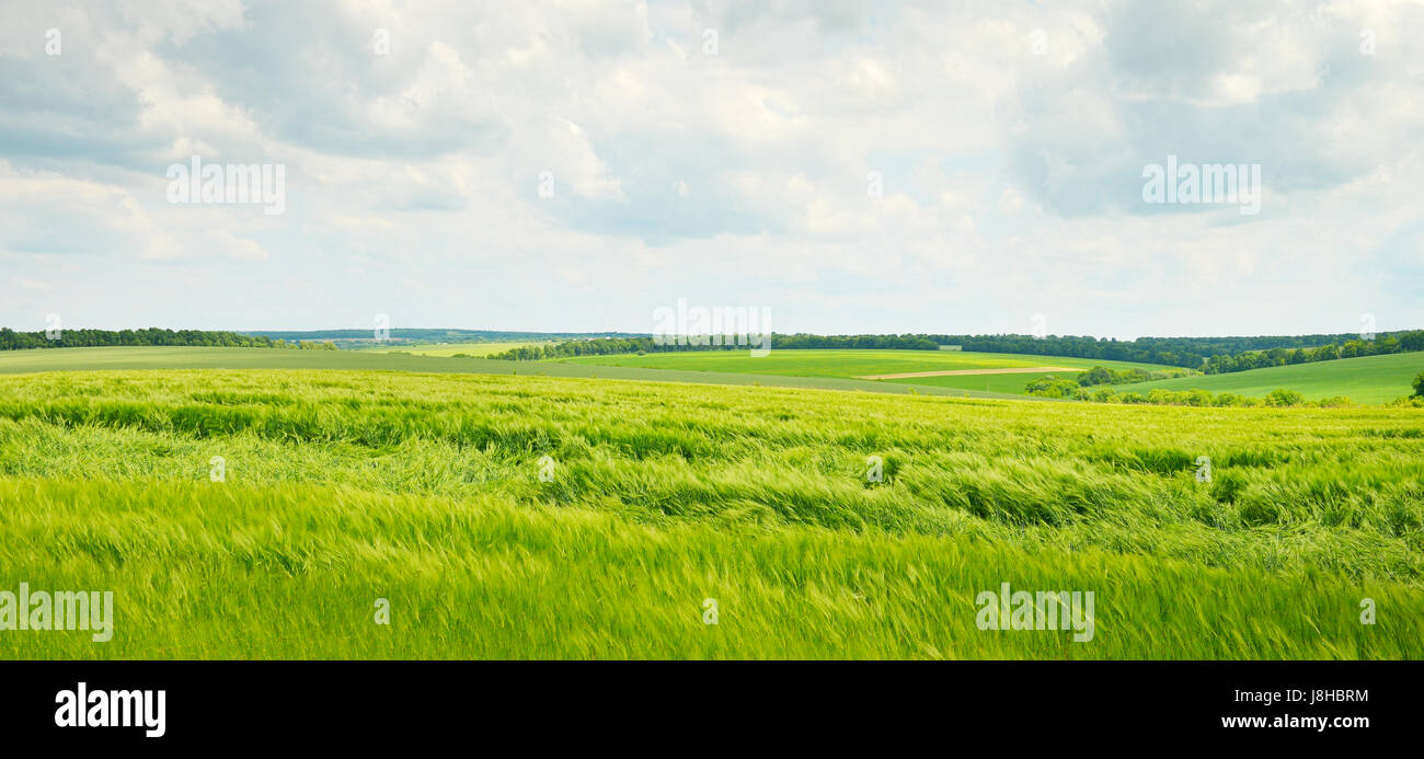 green wheat field and blue cloudy sky Stock Photo - Alamy