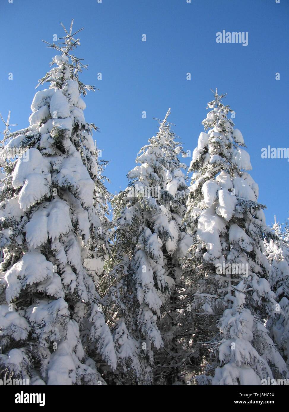 fabulously snowy trees in sauwald Stock Photo