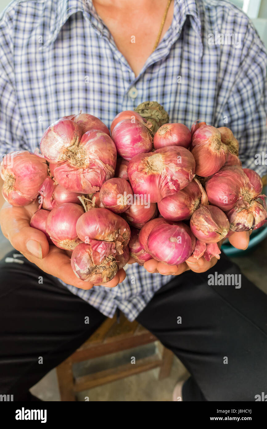 shallots still life onion bulb season herb vegetable ingredient on hand