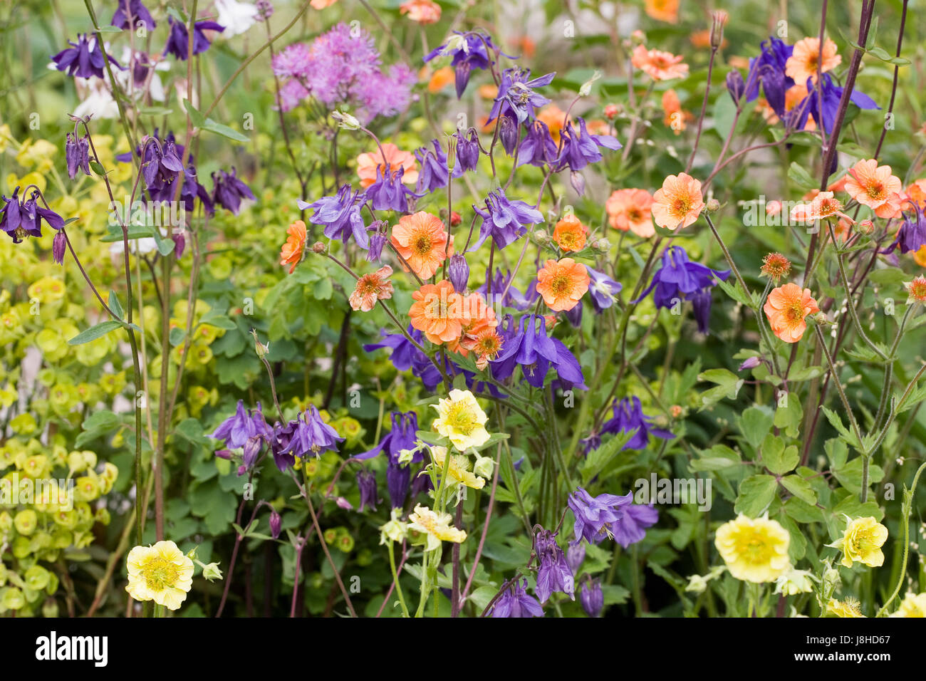 Brightly coloured Geums and Aquilegias in Spring. Stock Photo