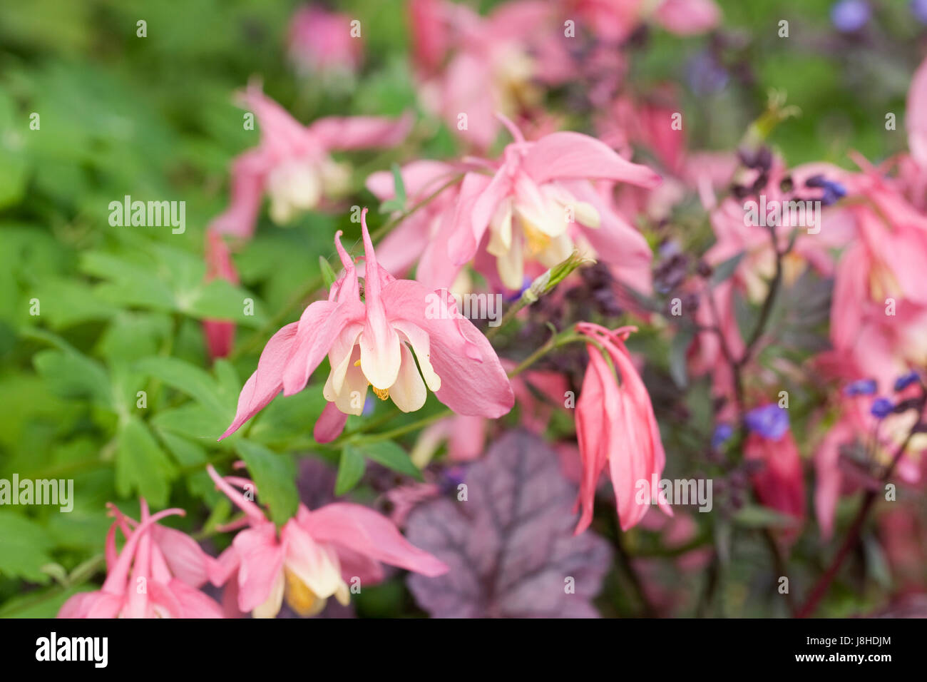Pink and White Aquilegias flowering in Spring. Stock Photo