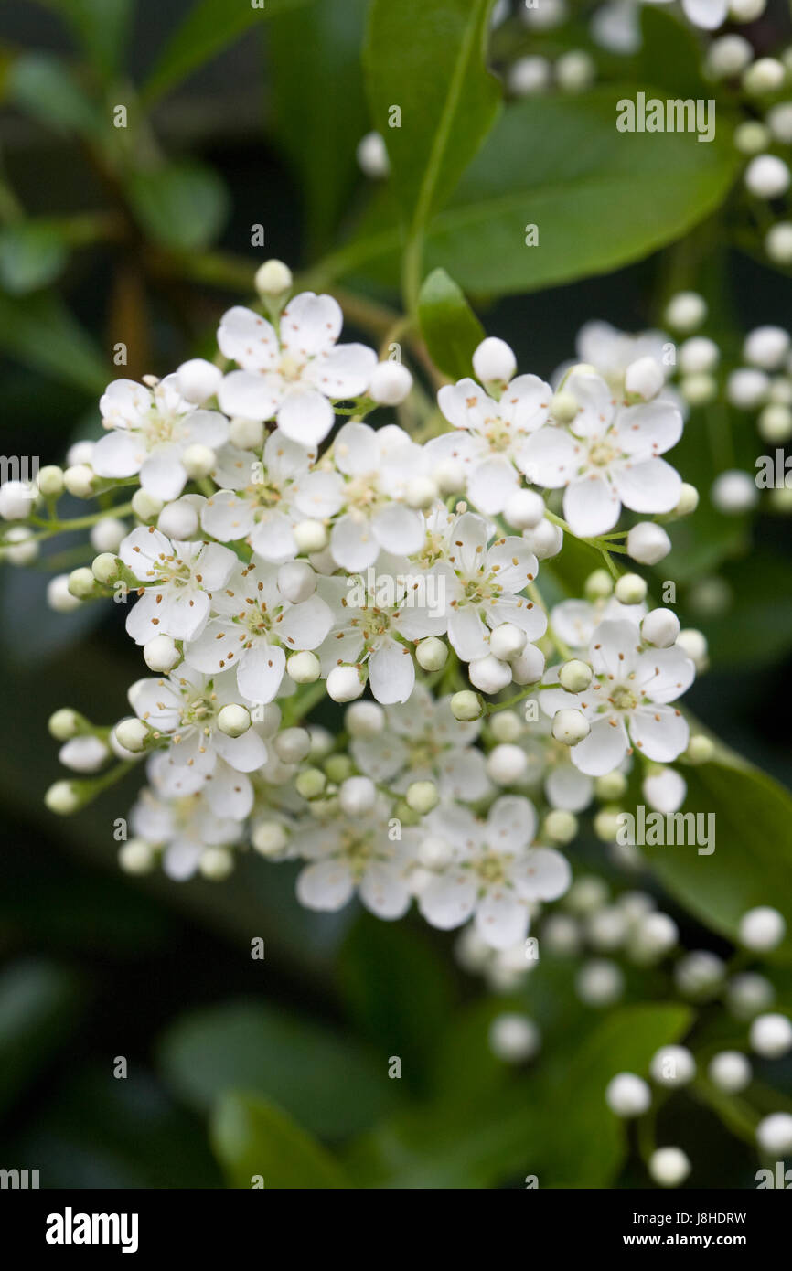 Pyracantha. Firethorn flowers trained against a wooden shed. Stock Photo