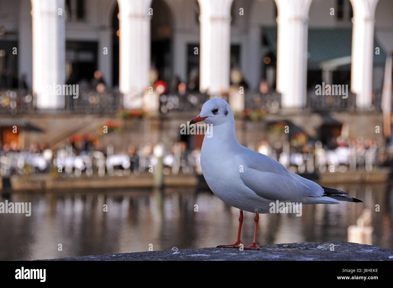seagull on the alster Stock Photo