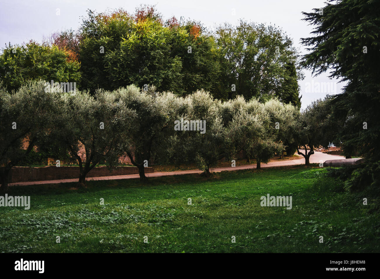 Olive trees growing in an Italian garden. Stock Photo