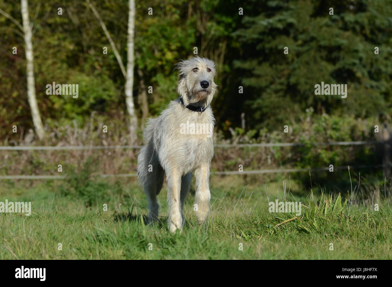 portrait, dog, wolfhound, irish, physique, motion, postponement, moving, Stock Photo