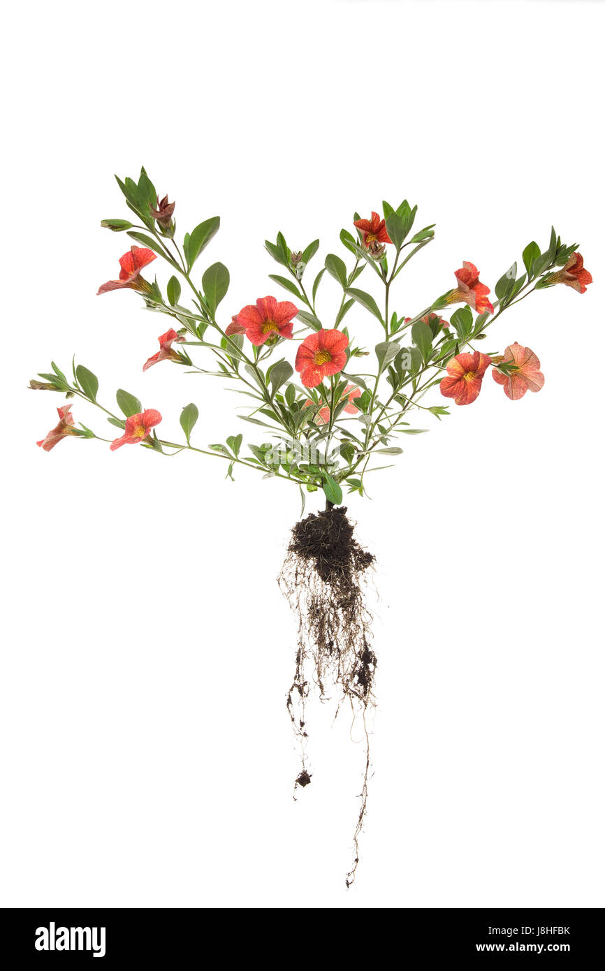 whole calibrachoa plant with roots on isolated white background Stock Photo