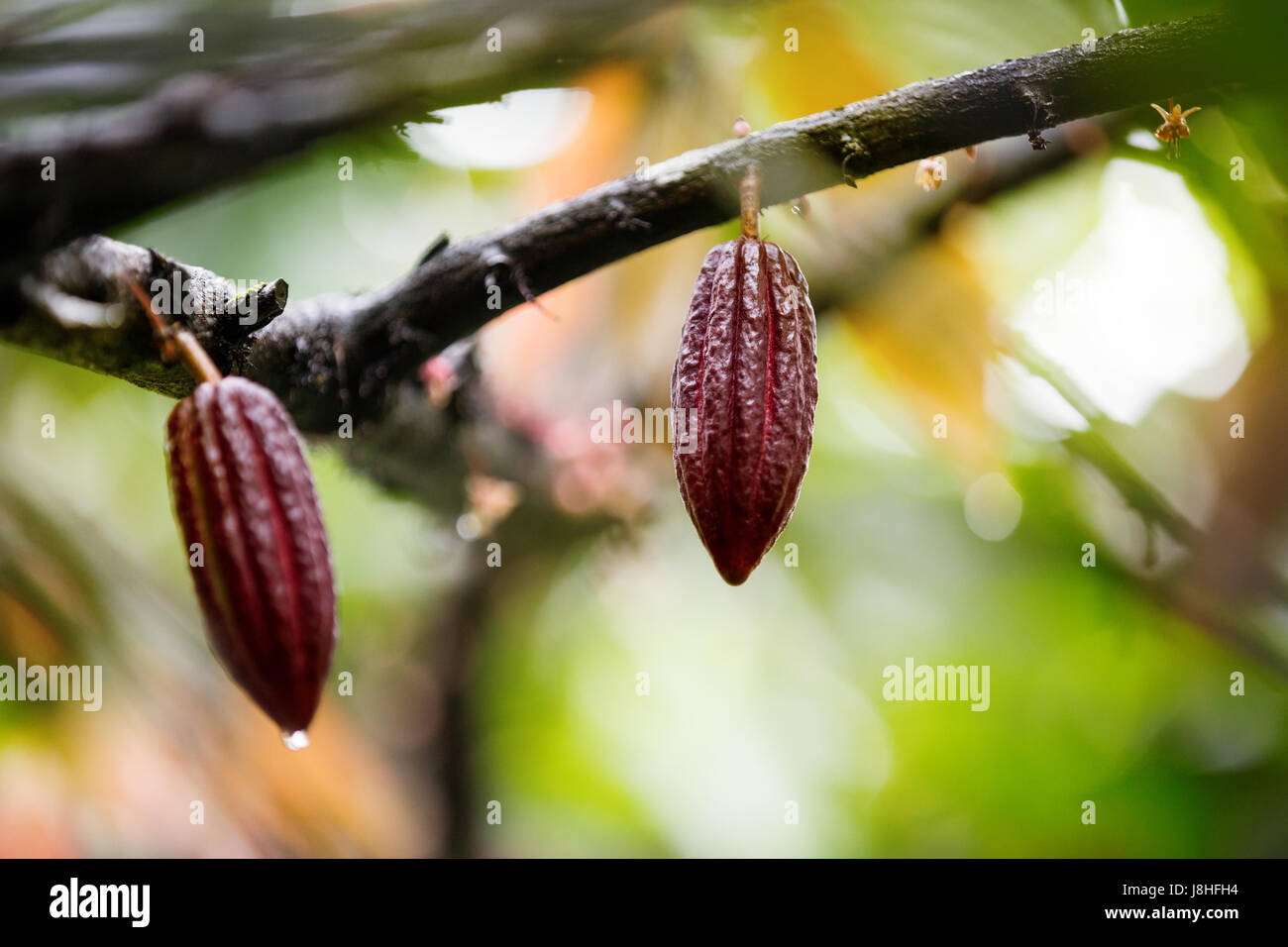 Fresh cacao pods in red variety Stock Photo