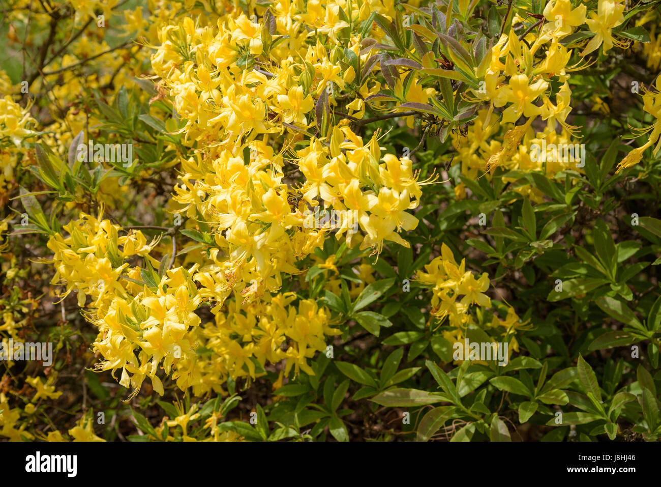Yellow rhododendron flowers as natural floral background Stock Photo