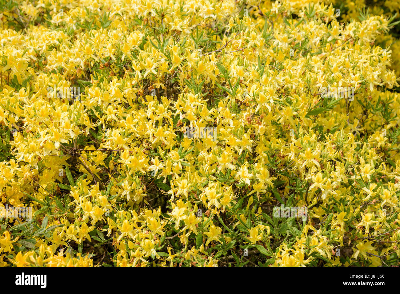 Yellow rhododendron flowers as natural floral background Stock Photo