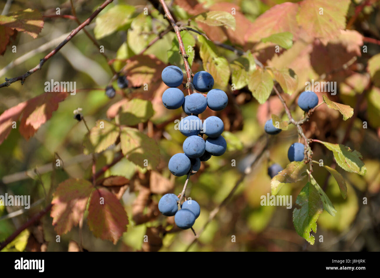 Slowberry tree, fruit, shrub, bush, berry, sloe, plant, blue, coloured, colourful ...