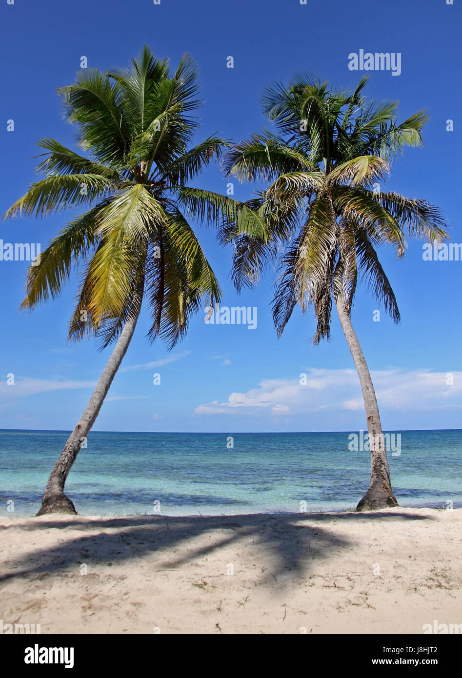 two palm trees Stock Photo