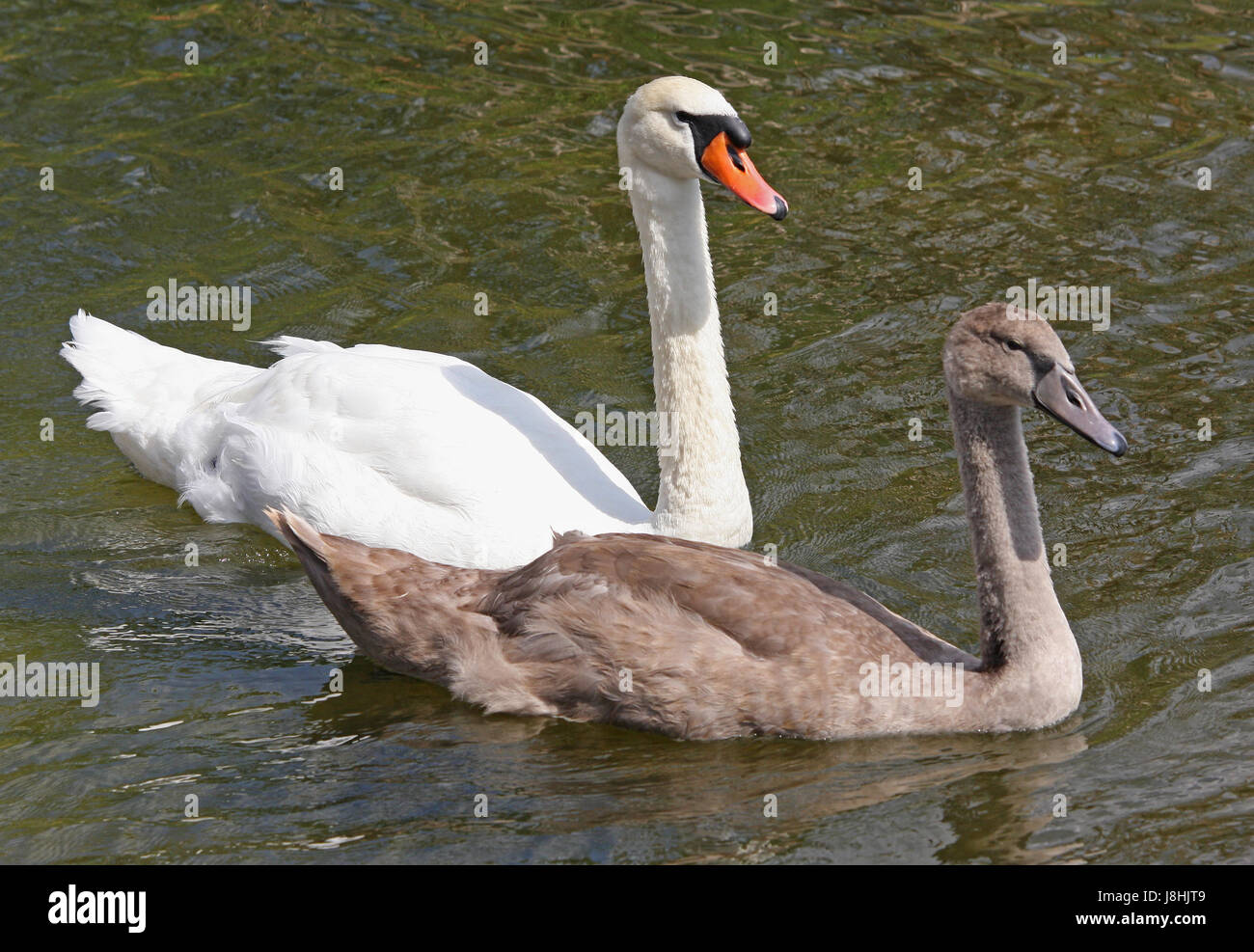 bird, animals, swan, birds, outing, community, love, in love, fell in love, Stock Photo