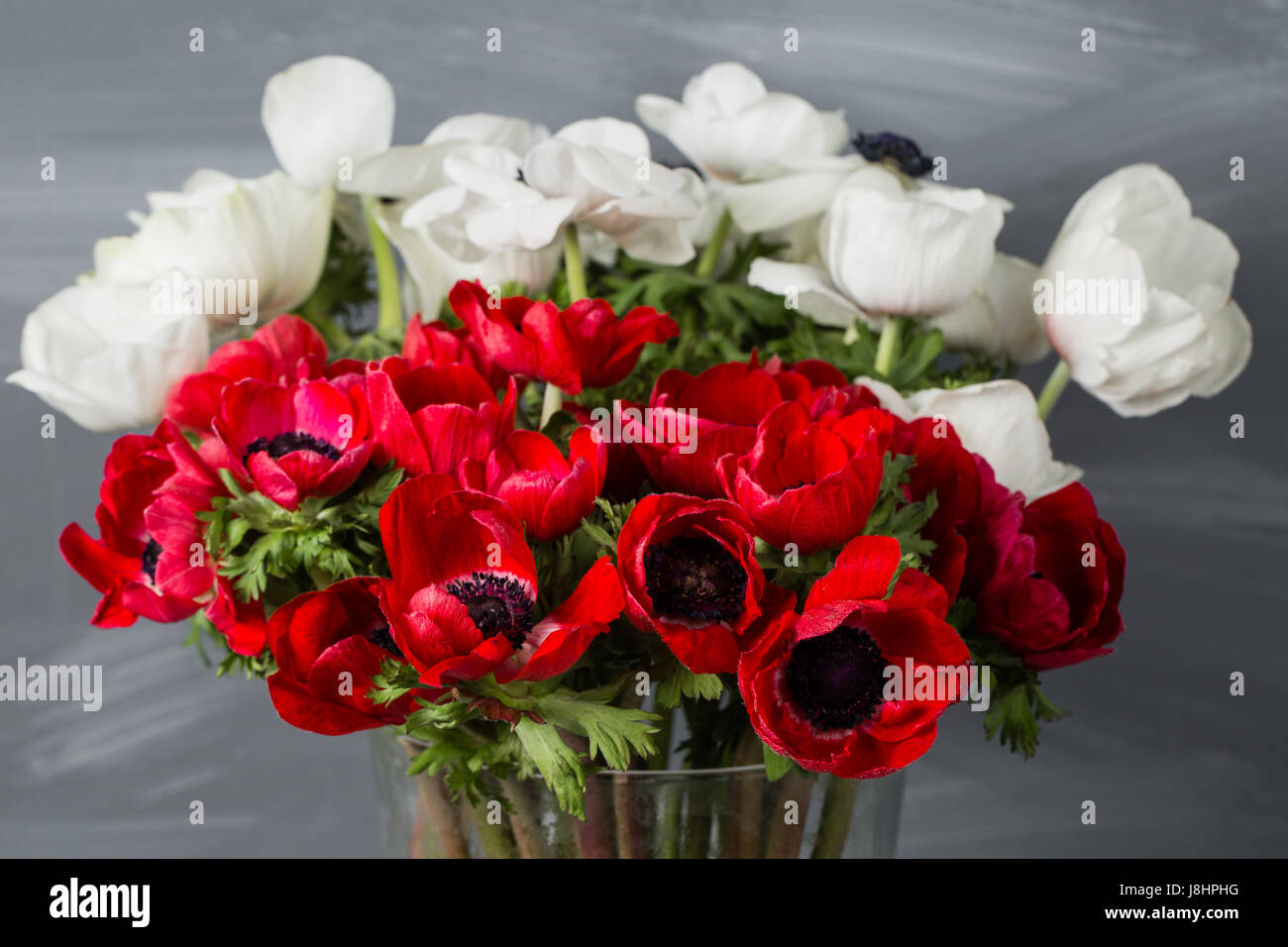 Close-up of a white and red poppies anemones in vase. Many flowers - gray background. winter flower Stock Photo