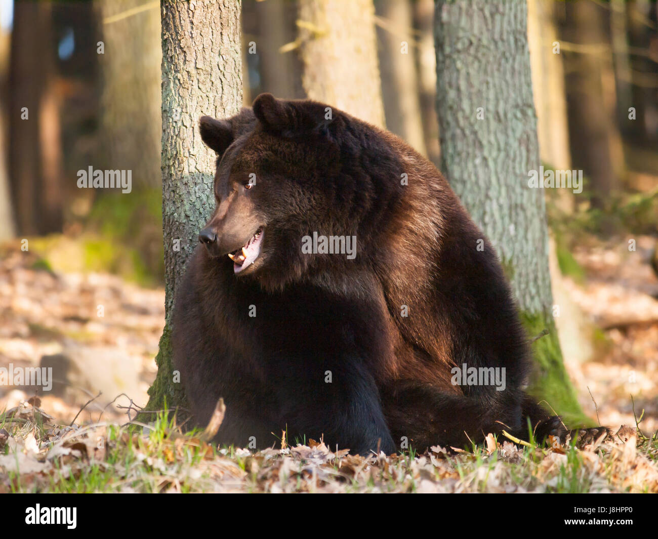 Portrait of Eurasian brown bear - Ursus arctos Stock Photo